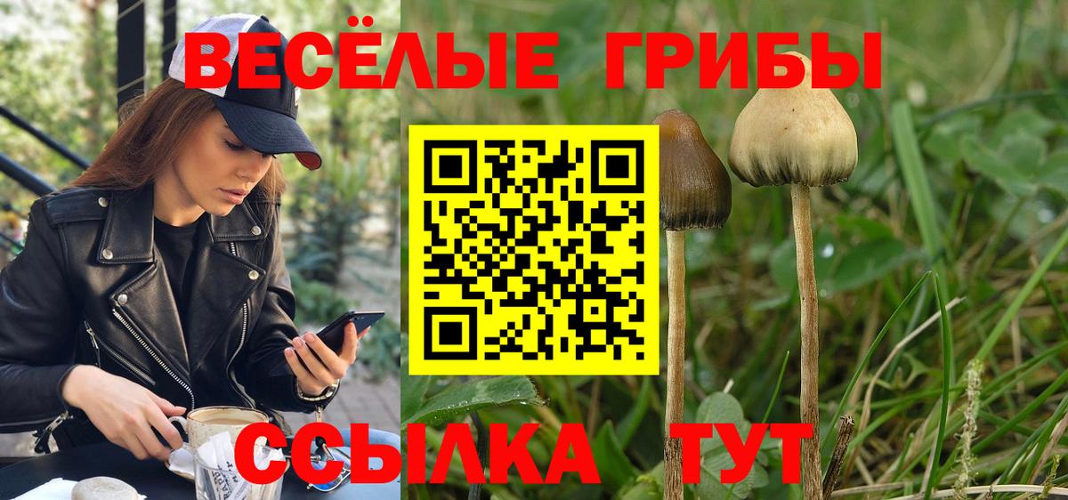 Тайшет  Псилоцибиновые грибы Magic Shrooms  Вход с VPN  Псилоцибиновые грибы Psilocybe 